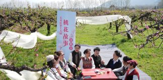 Cina: Xi’an, i fiori di pesco fanno da cornice ad eventi culturali (3)