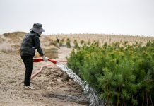 Cina: Tongliao sviluppa progetto di lotta alla desertificazione (1)