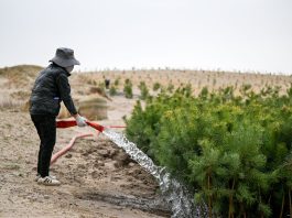 Cina: Tongliao sviluppa progetto di lotta alla desertificazione (1)