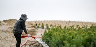 Cina: Tongliao sviluppa progetto di lotta alla desertificazione (1)
