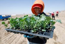 Cina: le gemme verdi del Gobi, le angurie di Xisha coltivate a Zhongwei (3)