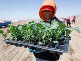 Cina: le gemme verdi del Gobi, le angurie di Xisha coltivate a Zhongwei (3)