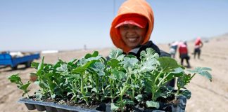 Cina: le gemme verdi del Gobi, le angurie di Xisha coltivate a Zhongwei (3)