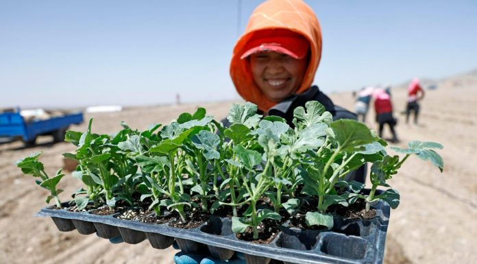Cina: le gemme verdi del Gobi, le angurie di Xisha coltivate a Zhongwei (3)