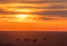 Cina: avvistate alcune otarde maggiori nella contea di Lindian (1)