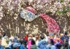 Cina: a Tianjin il festival dei fiori di melo selvatico (1)