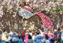 Cina: a Tianjin il festival dei fiori di melo selvatico (1)