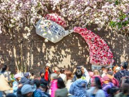 Cina: a Tianjin il festival dei fiori di melo selvatico (1)