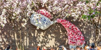 Cina: a Tianjin il festival dei fiori di melo selvatico (1)