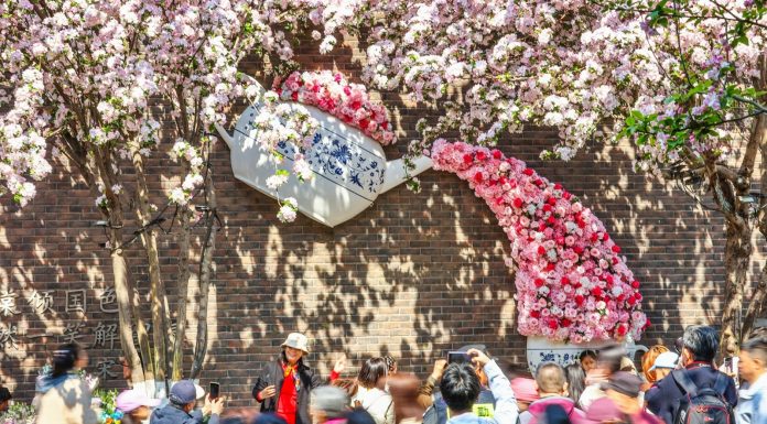 Cina: a Tianjin il festival dei fiori di melo selvatico (1)