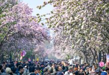 Cina: a Tianjin il festival dei fiori di melo selvatico (2)