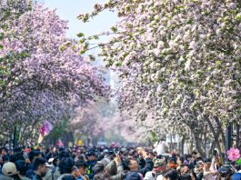 Cina: a Tianjin il festival dei fiori di melo selvatico (2)