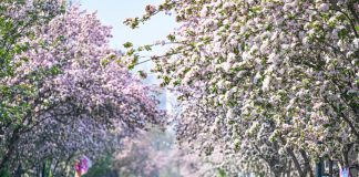 Cina: a Tianjin il festival dei fiori di melo selvatico (2)