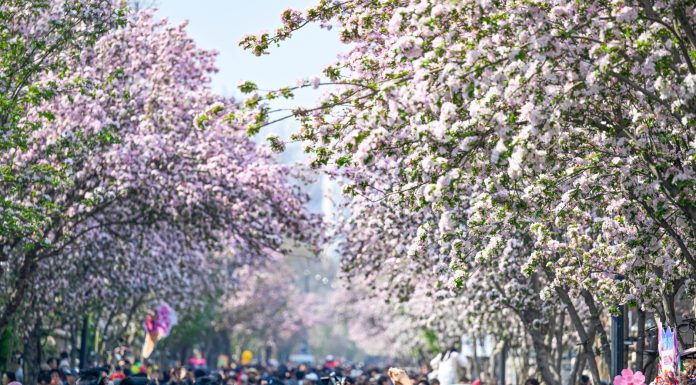 Cina: a Tianjin il festival dei fiori di melo selvatico (2)