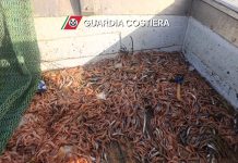 Maxi operazione “Phoenix” della Guardia Costiera, sequestrate 21 tonnellate di prodotti ittici in Sicilia occidentale