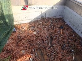 Maxi operazione “Phoenix” della Guardia Costiera, sequestrate 21 tonnellate di prodotti ittici in Sicilia occidentale