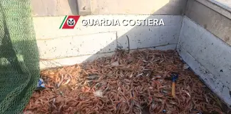 Maxi operazione “Phoenix” della Guardia Costiera, sequestrate 21 tonnellate di prodotti ittici in Sicilia occidentale