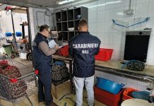 Blitz dei NAS di Palermo, sequestrati 450 kg di cozze e ostriche a rischio