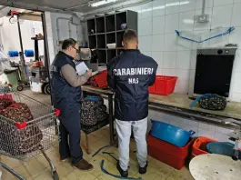 Blitz dei NAS di Palermo, sequestrati 450 kg di cozze e ostriche a rischio