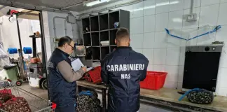 Blitz dei NAS di Palermo, sequestrati 450 kg di cozze e ostriche a rischio