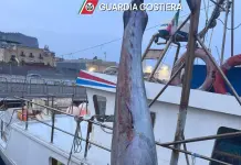 Guardia Costiera, sequestrati 19 esemplari di tonno rosso su un peschereccio a Palermo