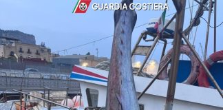 Guardia Costiera, sequestrati 19 esemplari di tonno rosso su un peschereccio a Palermo