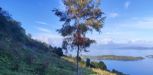 Mundys, Neya lancia in Cile un nuovo progetto di riforestazione di 170 ettari