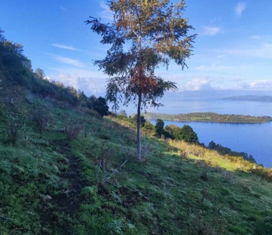 Mundys, Neya lancia in Cile un nuovo progetto di riforestazione di 170 ettari