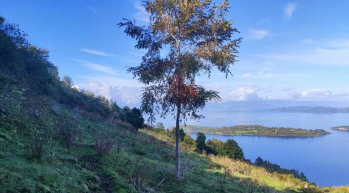 Mundys, Neya lancia in Cile un nuovo progetto di riforestazione di 170 ettari
