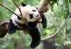 Cina: Chengdu, Base di ricerca per l’allevamento dei panda giganti (1)