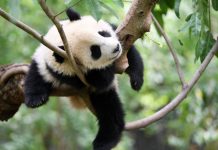 Cina: Chengdu, Base di ricerca per l’allevamento dei panda giganti (1)