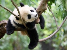 Cina: Chengdu, Base di ricerca per l’allevamento dei panda giganti (1)
