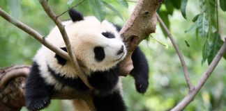 Cina: Chengdu, Base di ricerca per l’allevamento dei panda giganti (1)