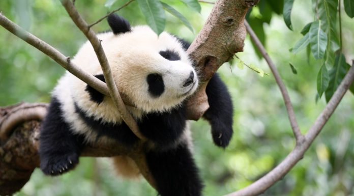 Cina: Chengdu, Base di ricerca per l’allevamento dei panda giganti (1)