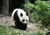 Cina: Chengdu, Base di ricerca per l’allevamento dei panda giganti (2)