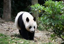 Cina: Chengdu, Base di ricerca per l’allevamento dei panda giganti (2)
