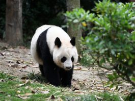 Cina: Chengdu, Base di ricerca per l’allevamento dei panda giganti (2)
