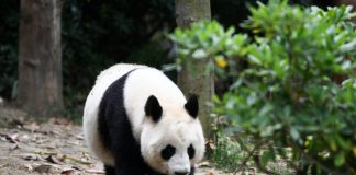 Cina: Chengdu, Base di ricerca per l’allevamento dei panda giganti (2)