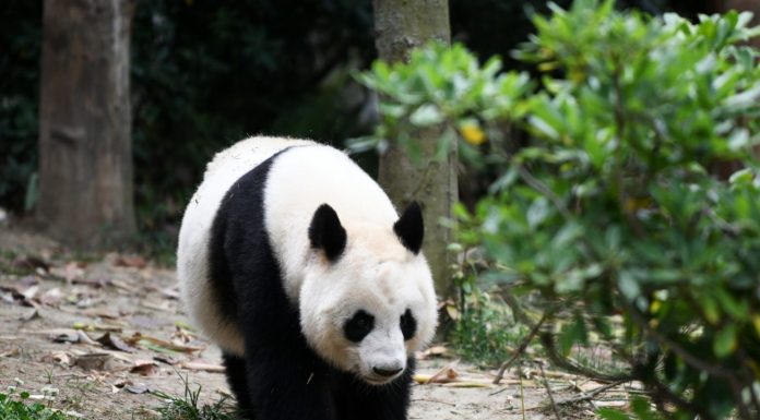 Cina: Chengdu, Base di ricerca per l’allevamento dei panda giganti (2)