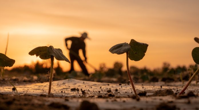Cina: prosegue il lavoro nei campi in tutto il Paese (2)