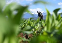 Cina: prosegue lavoro nei campi in tutto il Paese (3)