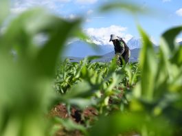 Cina: prosegue lavoro nei campi in tutto il Paese (3)
