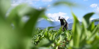 Cina: prosegue lavoro nei campi in tutto il Paese (3)