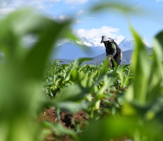Cina: prosegue lavoro nei campi in tutto il Paese (3)