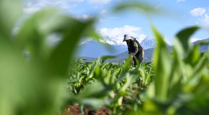 Cina: prosegue lavoro nei campi in tutto il Paese (3)