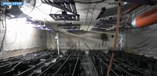 Piantagione di marijuana in un bunker segreto, 5 arresti nel Foggiano
