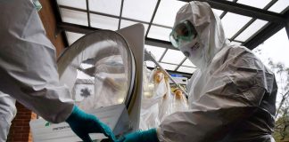 Ebola: The Congolese Football Federation reassures authorities