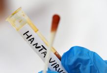 Hantavirus, parla la sindaca di Villa San Giovanni: “Il 25enne in quarantena sta bene, non ha sintomi”