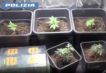 Coltivava marijuana in casa e fabbricava documenti falsi: arrestato un 49enne a Catania