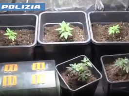 Coltivava marijuana in casa e fabbricava documenti falsi: arrestato un 49enne a Catania / Video